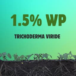 BloomBuddy Trichoderma Viride 1.5% WP Biofungicide, Disease Prevention & Plant Growth Promotion 3