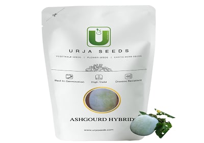 Urja Ash Gourd F-1 Hybrid Seeds , Best In Germination, Perfect For Warm Season.