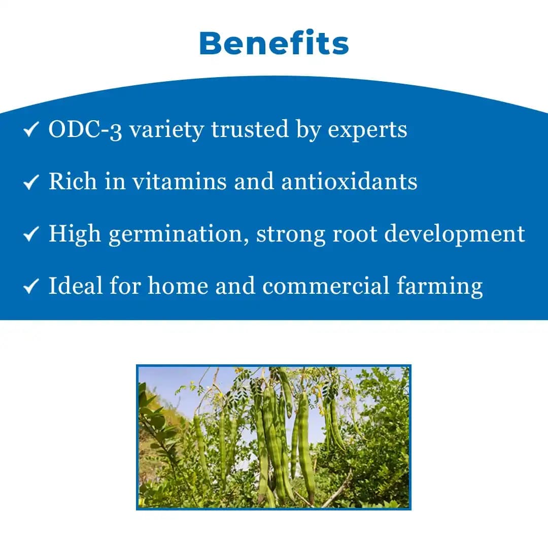 SK ORGANIC ODC3 Moringa Seeds, High Yielding Moringa Variety Seeds 100% Authentic - Image 4
