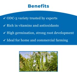 SK ORGANIC ODC3 Moringa Seeds, High Yielding Moringa Variety Seeds 100% Authentic 4