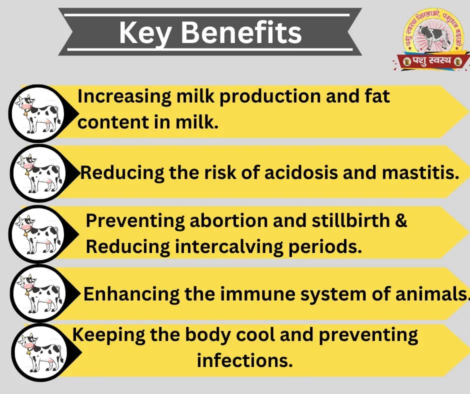 PASHU SVASTH MINERAL MIXTURE, Animal Health Supplement, Increase Livestock Health & Productivity, The Mixture Enhances Milk Production - Image 3