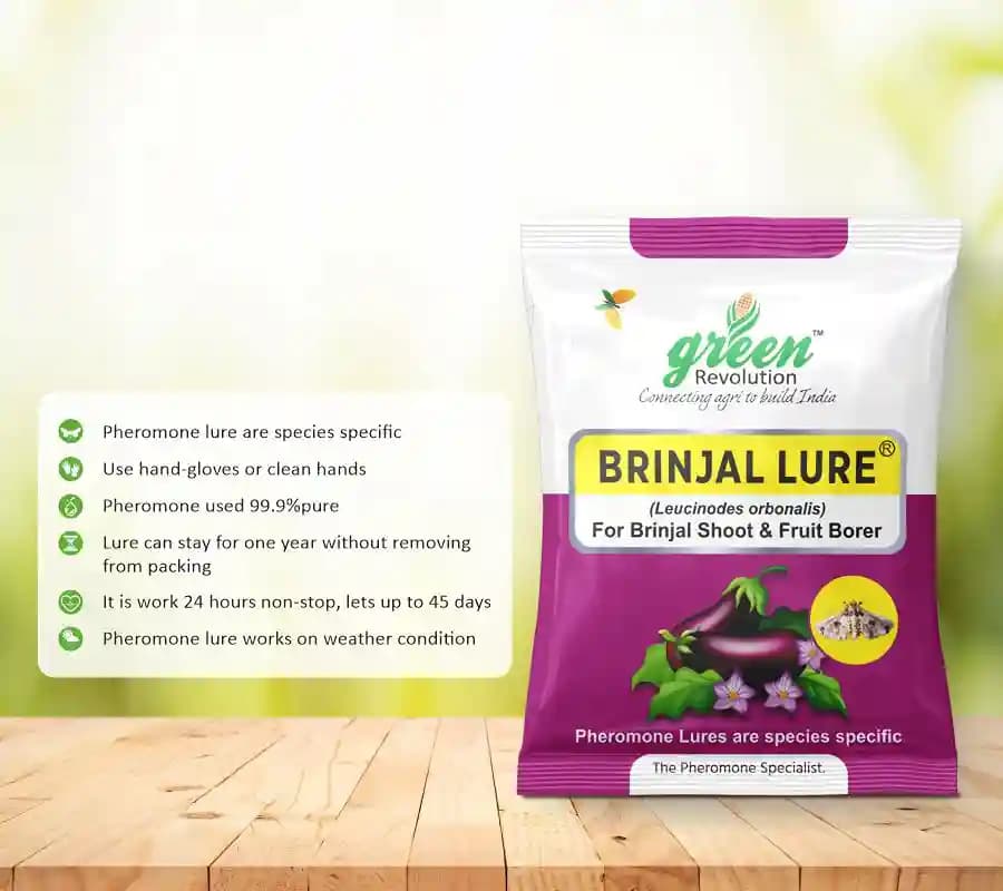 Funnel Pheromone Trap with Brinjal Lucin-O-Lure for (Leucinodes Orbonalis) Brinjal Fruit and Shoot Borer Insect. - Image 5