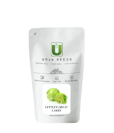 उर्जा ग्रेट लेक्स हाइब्रिड लेट्यूस सीड, सलाद सब्जी, ठंडे क्षेत्रों में बढ़िया अंकुरण गुणवत्ता