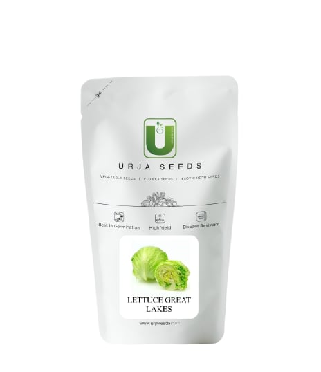 Urja Hybrid Great Lakes Lettuce Seed Salad Sabji, Great Germination Quality In Colder Areas