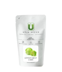 उर्जा ग्रेट लेक्स हाइब्रिड लेट्यूस सीड, सलाद सब्जी, ठंडे क्षेत्रों में बढ़िया अंकुरण गुणवत्ता 1