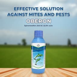 Bayer Oberon - Spiromesifen 22.9% SC Effective Against Mites, White Fly on Vegetables, Fruits, Cotton, and Tea 2