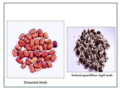 RK Moringa Seeds - (Drumstick Seeds) Specially For Home Garden and Kitchen Garden