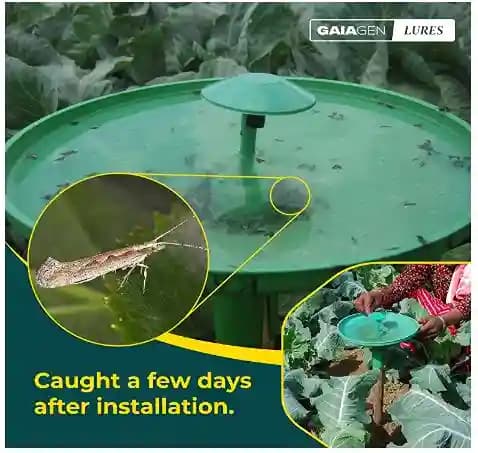 Gaiagen Diamondback Moth Pheromone Lure for Plutella xylostella, IMO Certified. - Image 2