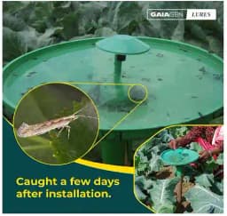 Gaiagen Diamondback Moth Pheromone Lure for Plutella xylostella, IMO Certified. 2