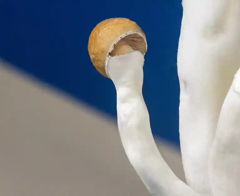 SporeKart Exotic Psilo B + Mushroom Ready to Fruit Box - Image 1