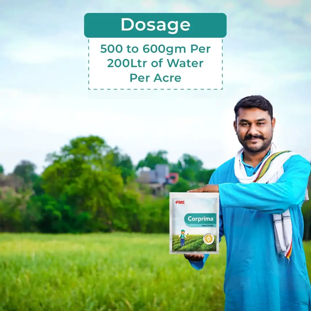 FMC Corprima Insecticide Chlorantraniliprole 35% WDG , Important Lepidopteran Pests In Tomato & Okra Crops - Image 5