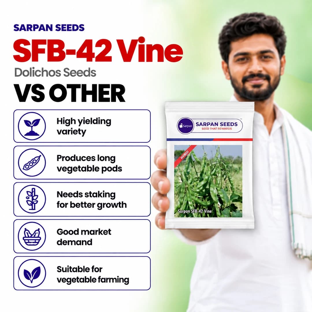 సర్పన్ SFB-42 వైన్, హైబ్రిడ్ డాలికోస్ విత్తనాలు, డాలికోస్ బీన్, లోబియా విత్తనాలు, లాంగ్ ఫ్రూట్ - Image 3