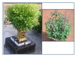 RK Seeds - Tulsi Plant Seeds, Religious Tulsi Seeds , Ocimum Sanctum Seeds, Natural Tulsi Holy Indian Tulsi Plant Seeds, Indian Tulsi Basil Seeds 2