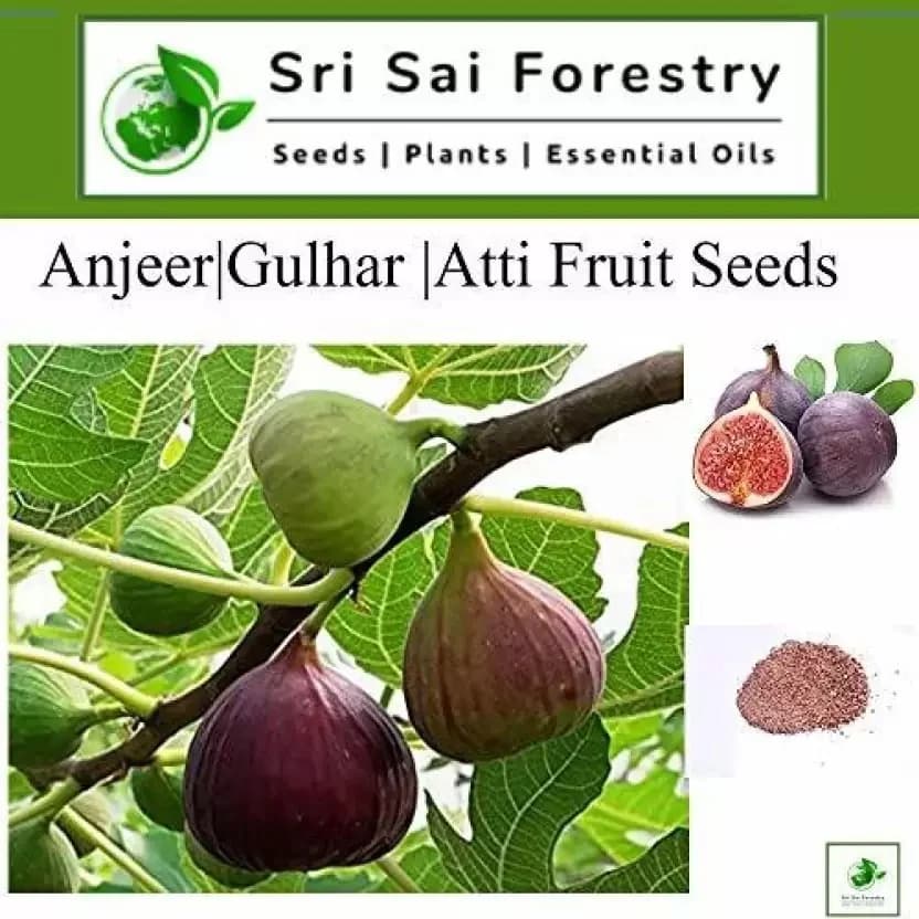 SRI SAI FORESTRY - Gular - Cluster Fig - Ficus Racemosa - Natural Tasty Athi Fruit Tree seeds - Image 3