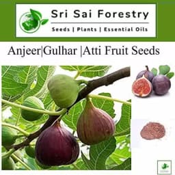 SRI SAI FORESTRY - Gular - Cluster Fig - Ficus Racemosa - Natural Tasty Athi Fruit Tree seeds 3