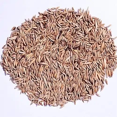 RK Seeds Bamboo Seeds , Bambusa Arundinacea, Indian Thorny Bamboo,Bambusa bambos seeds, Giant Thorny Bamboo,Indian Thorny Bamboo,clumping bamboo seeds - Image 5