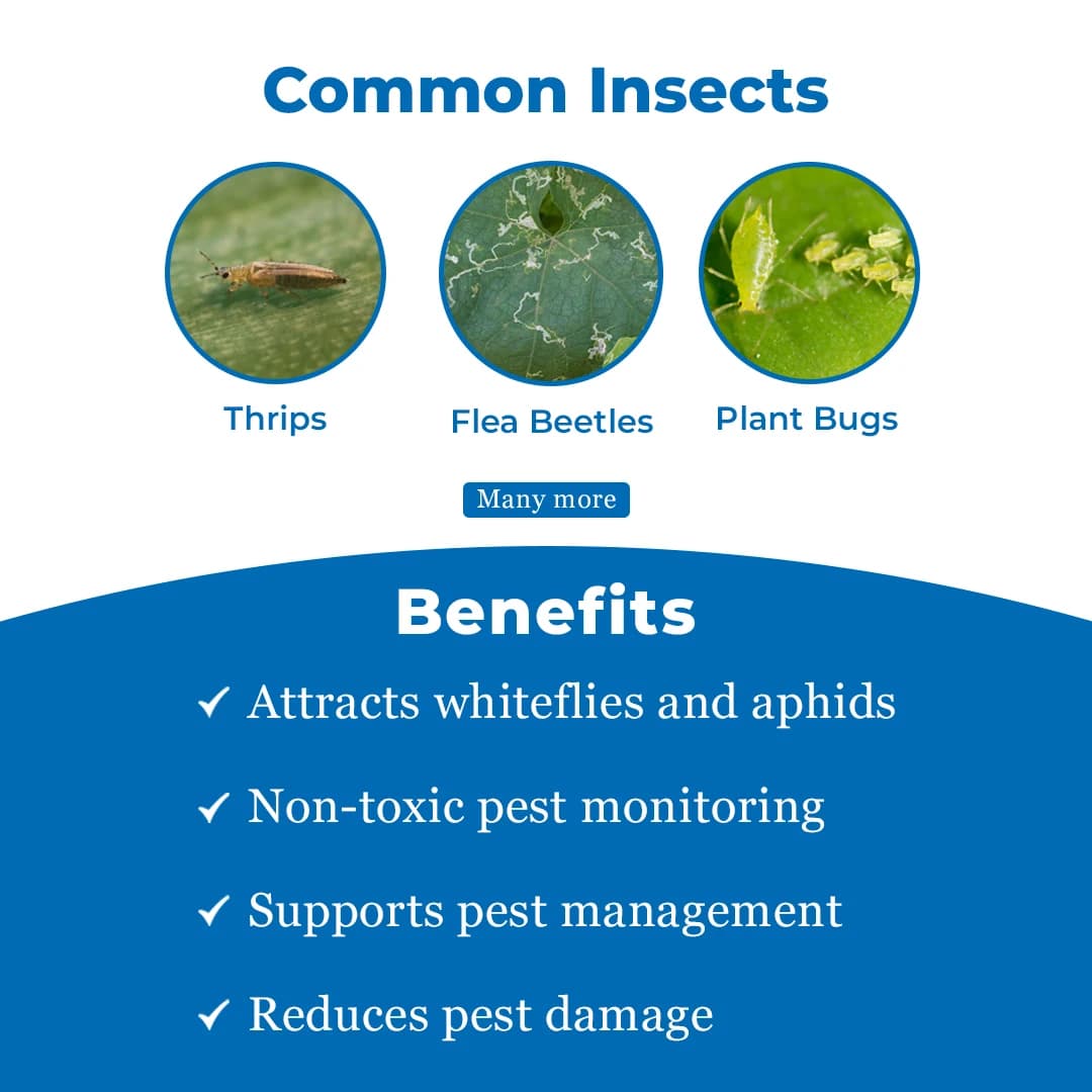 Green Revolution White Sticky Traps A5 Size, Recommended For Flower Thrips Or Black Thrips. - Image 3