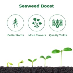 Premium Seaweed Extract Liquid for Plants Vegetables Flowers Fruits Promotes Plant Growth, Flowering, Fruiting - Keeps Plant Healthy and Greenish 3