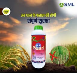 Sulphur Mills Pearl Carbendazim 46.27% SC, Used Broad Spectrum Systemic Fungicide 2