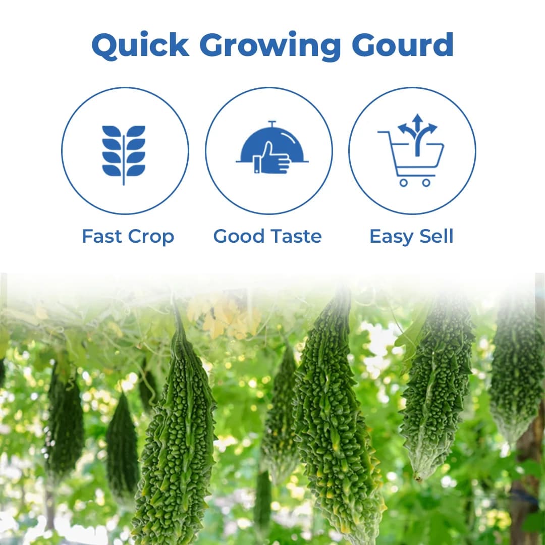 Iris Hybrid Mustafa F1 Hybrid Bitter Gourd Seeds, Attractive Dark Green Color - Image 3