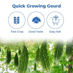 Iris Hybrid Mustafa F1 Hybrid Bitter Gourd Seeds, Attractive Dark Green Color 3