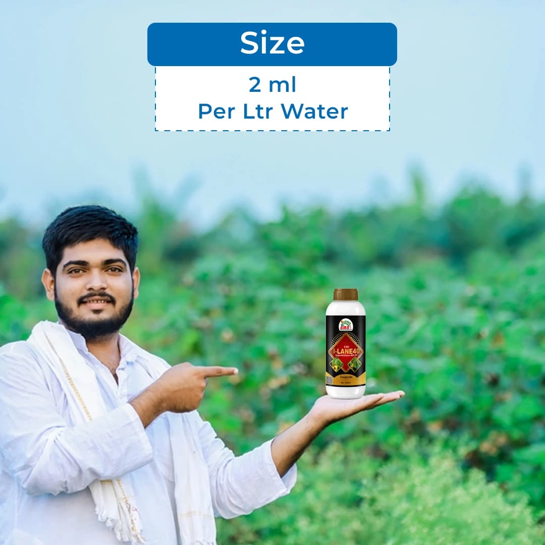 EBS I-Lane 40 Isoprothiolane 40% EC, Systemic Fungicide that Protects Crops From Fungal Diseases. - Image 5