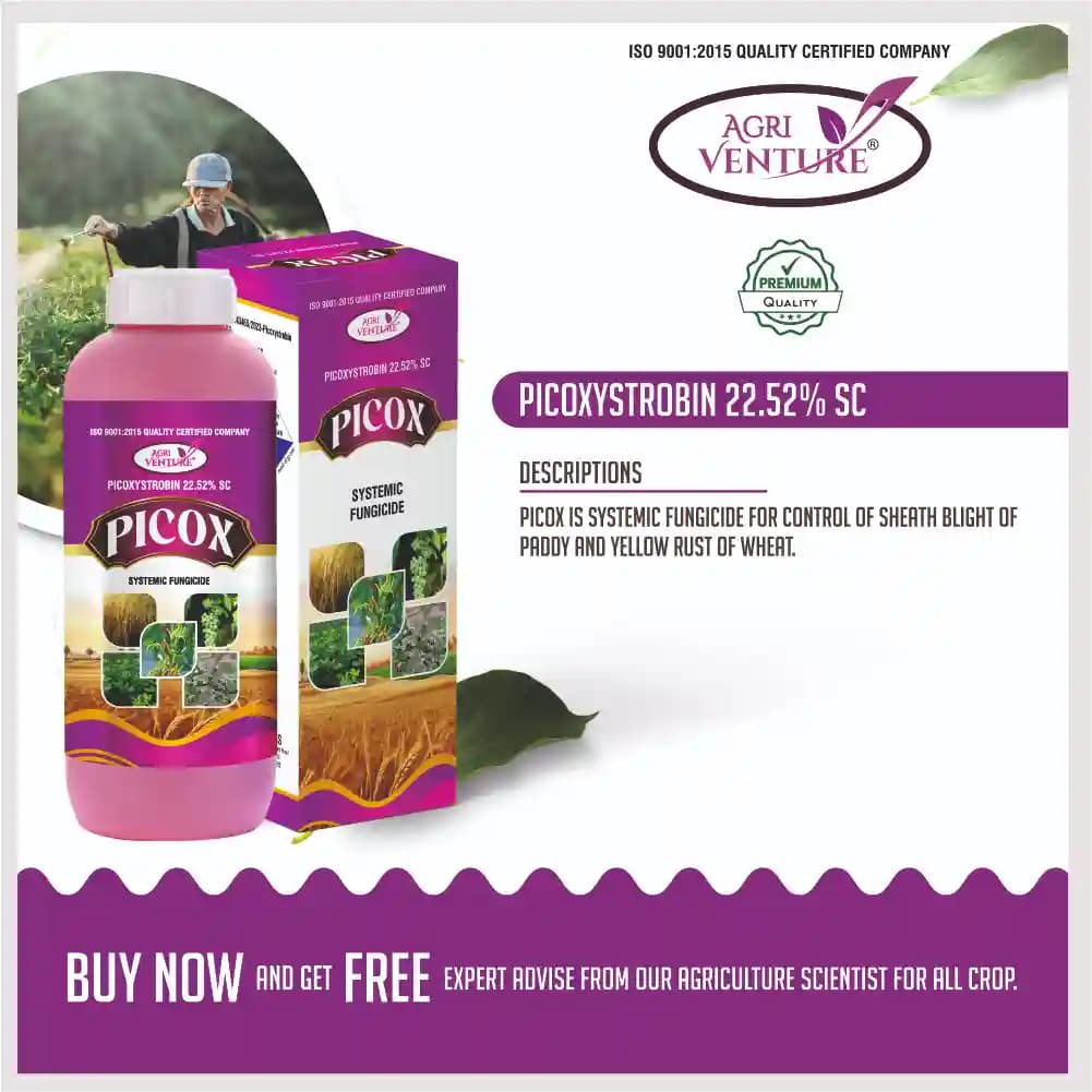 Agriventure PICOX Picoxystrobin 22.52% SC Fungicide, Control Major Fungal Diseases In Crops - Image 2