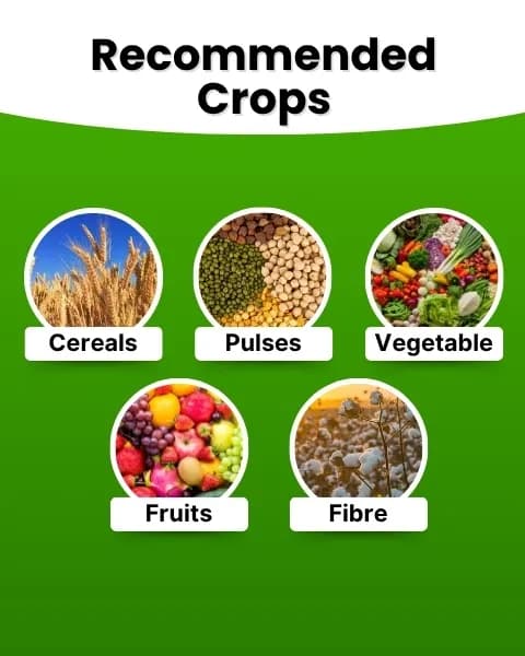 Katyayani NPK 19:19:19 Fertilizer - Image 3