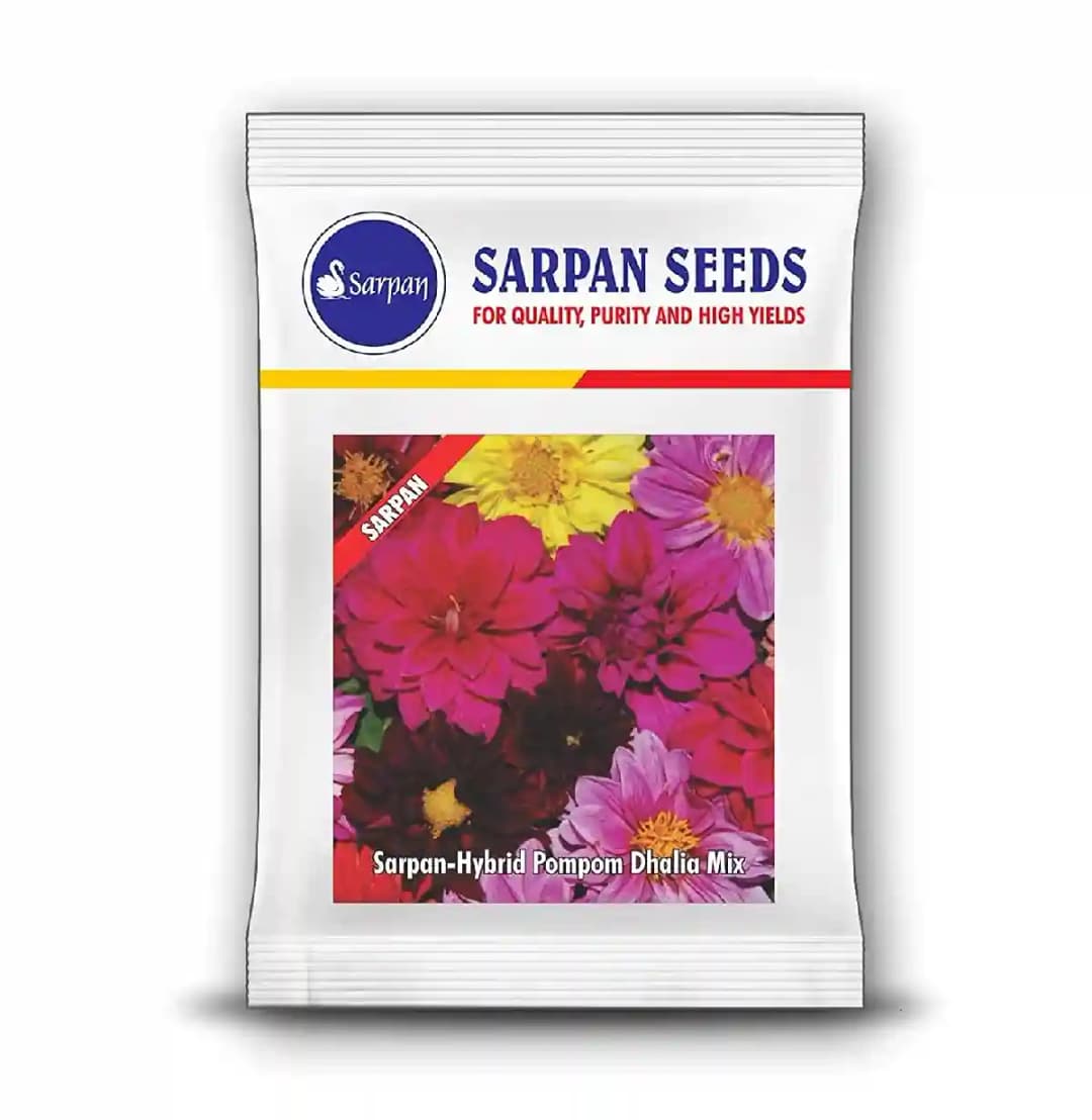 Sarpan Hybrid Pompom Dhalia Mix , Annual Flower Grown In Tropical Climate