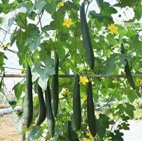 VNR Sponge Gourd Alok F1 Hybrid Seeds, Gilki ke Beej, Very High Yielding, Best In Germination. - Image 1