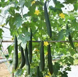 VNR Sponge Gourd Alok F1 Hybrid Seeds, Gilki ke Beej, Very High Yielding, Best In Germination. 2