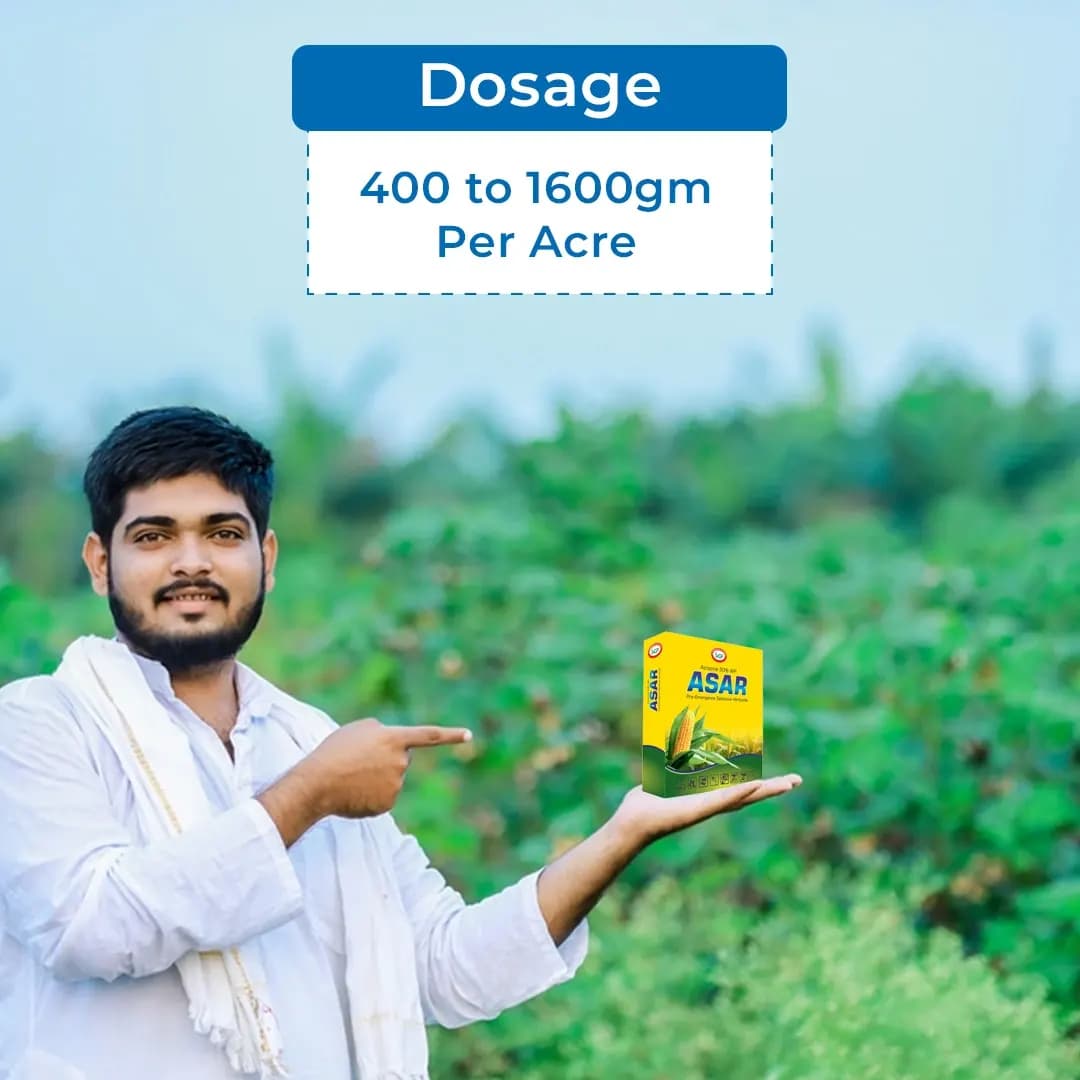 EBS ASAR Atrazine 50% WP Herbicide, Selective Systemic Pre and Post-Emergence Herbicide, Use for Maize and Sugarcane - Image 5