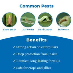 Swal Kinsta Chlorantraniliprole 18.5% SC Insecticide, Effective Pest Control on Various Crops 3