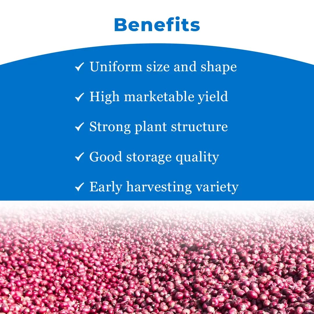 Gentex Fursungi Gold Onion Seeds, Kande Ke Beej For Late Summer to Winter Season, Pink Light Red - Image 4