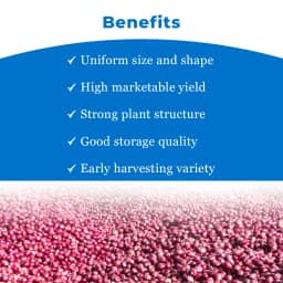 Gentex Fursungi Gold Onion Seeds, Kande Ke Beej For Late Summer to Winter Season, Pink Light Red 4