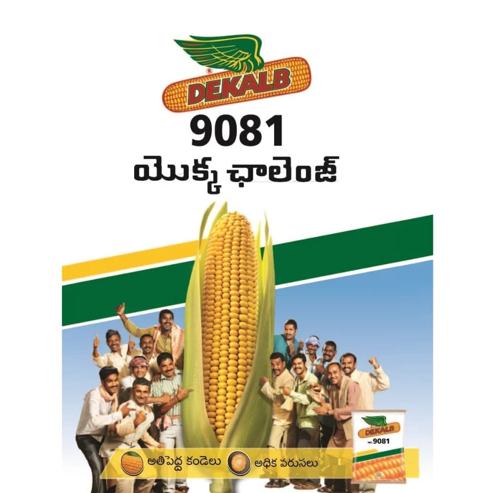 Bayer DEKALB 9081 F1 Hybrid Maize Seeds, Rabi Season Variety For All Regions - Image 2