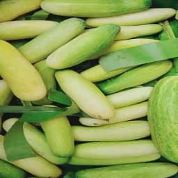 Jivit JS 8000 F1 Hybrid Cucumber Seeds, Strong vines with Dense Foliage, Light Green Fruits 2