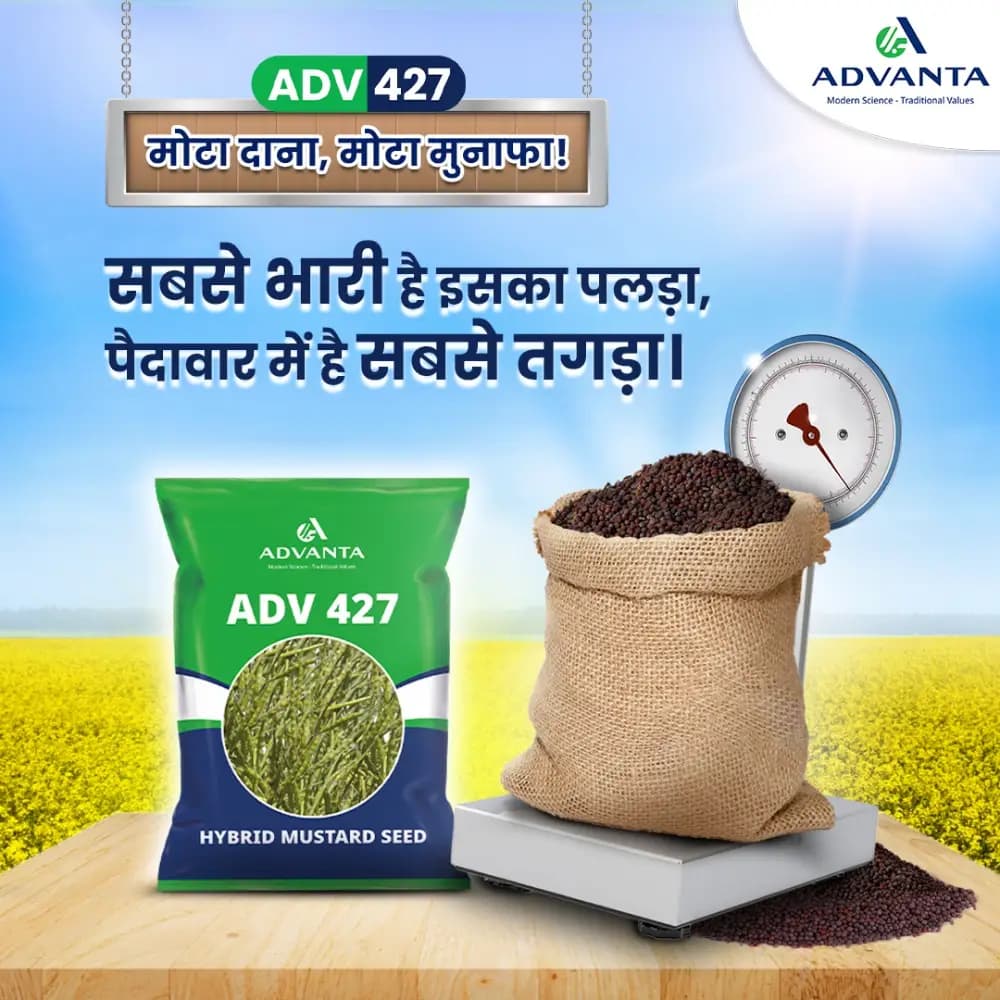 Advanta ADV 427 F1 Hybrid Mustard Seeds, Good Oil Percentage - Image 2