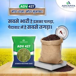 Advanta ADV 427 F1 Hybrid Mustard Seeds, Good Oil Percentage 2