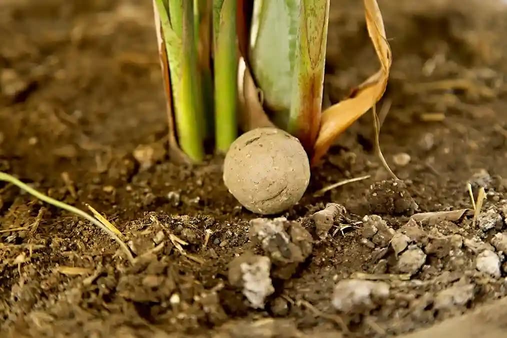 BUD (Fertilizer Balls) Set of 36 Balls Serving 36 Plants. a Fertilizer blend, which means it has multiple carefully selected natural ingredients.. - Image 3