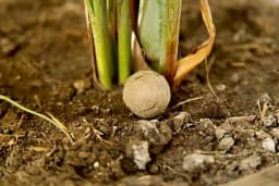 BUD (Fertilizer Balls) Set of 36 Balls Serving 36 Plants. a Fertilizer blend, which means it has multiple carefully selected natural ingredients.. 3