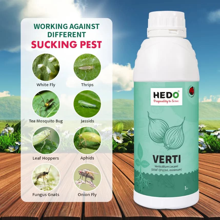 HEDO Verticillium Lecanii Liquid Bio Pesticide, For Agriculture, Garden & All Crops To Control Aphids, Thrips, Whiteflies, & Jassids - Image 2