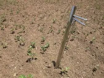 Hectare Vegetable Transplanter, Stainless Steel Material, Suitable for Transplanting Vegetables - Image 6