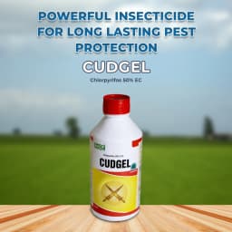 BACF Cudgel Insecticide - Chlorpyrifos 50% EC 2