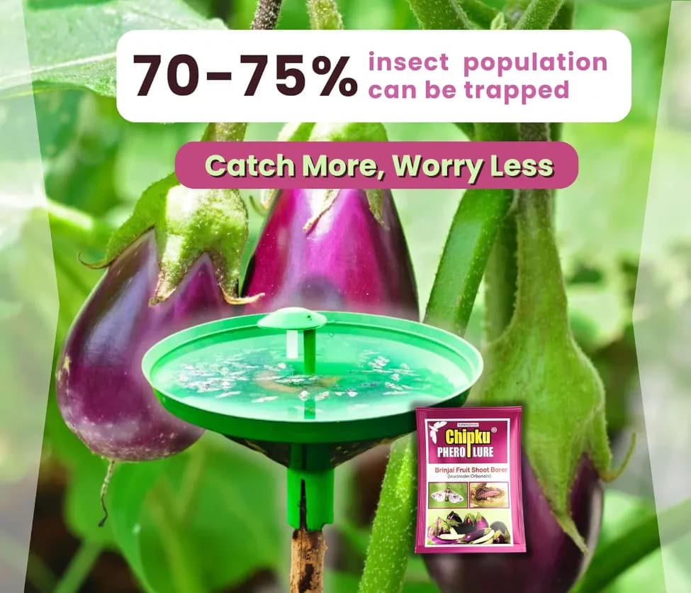 Chipku Pheromone Water Trap With Leucinodes Orbonalis Lure To Catch Brinjal Fruit Shoot Borer Insect, Moth. Useful in Brinjal & Egg Plant - Image 5