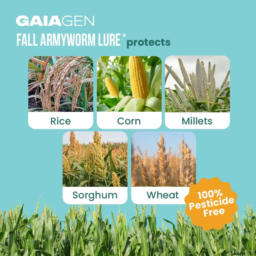 गाइएजेन फॉल कपास का कीड़ा फेरोमोन ल्योर (स्पोडोप्टेरा फ्रुगीपेरडा) और कीट फनल जाल, आईएमओ प्रमाणित - Image 3