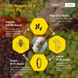 Gaiagen Pheromone Fruit Fly Lure (Bactrocera dorsalis) And Insect Fly Trap, IMO Certified 8