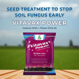 Dhanuka Vitavax Power Carboxin 37.5% + Thiram 37.5% DS Fungicide, Dual Action, Systemic And Contact, Effective Controls Seed and Soil Borne Diseases 2