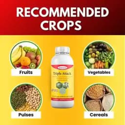 Katyayani Triple Attack Bio Pesticide, Verticillium Lecanii + Beauveria Bassiana + Metarhizium Anisopliae (Liquid) 3