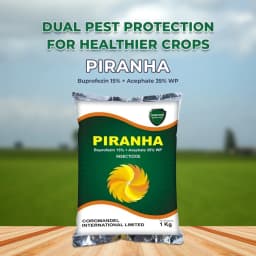 Coromandel Piranha Buprofezin 15% + Acephate 35% WP, Long-Lasting and Effective Tool for BPH and WBPH in Rice. 2